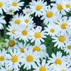 daisy_headmaisy